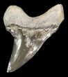 Good-Sized Cretoxyrhina Shark Tooth - Kansas #31637-1